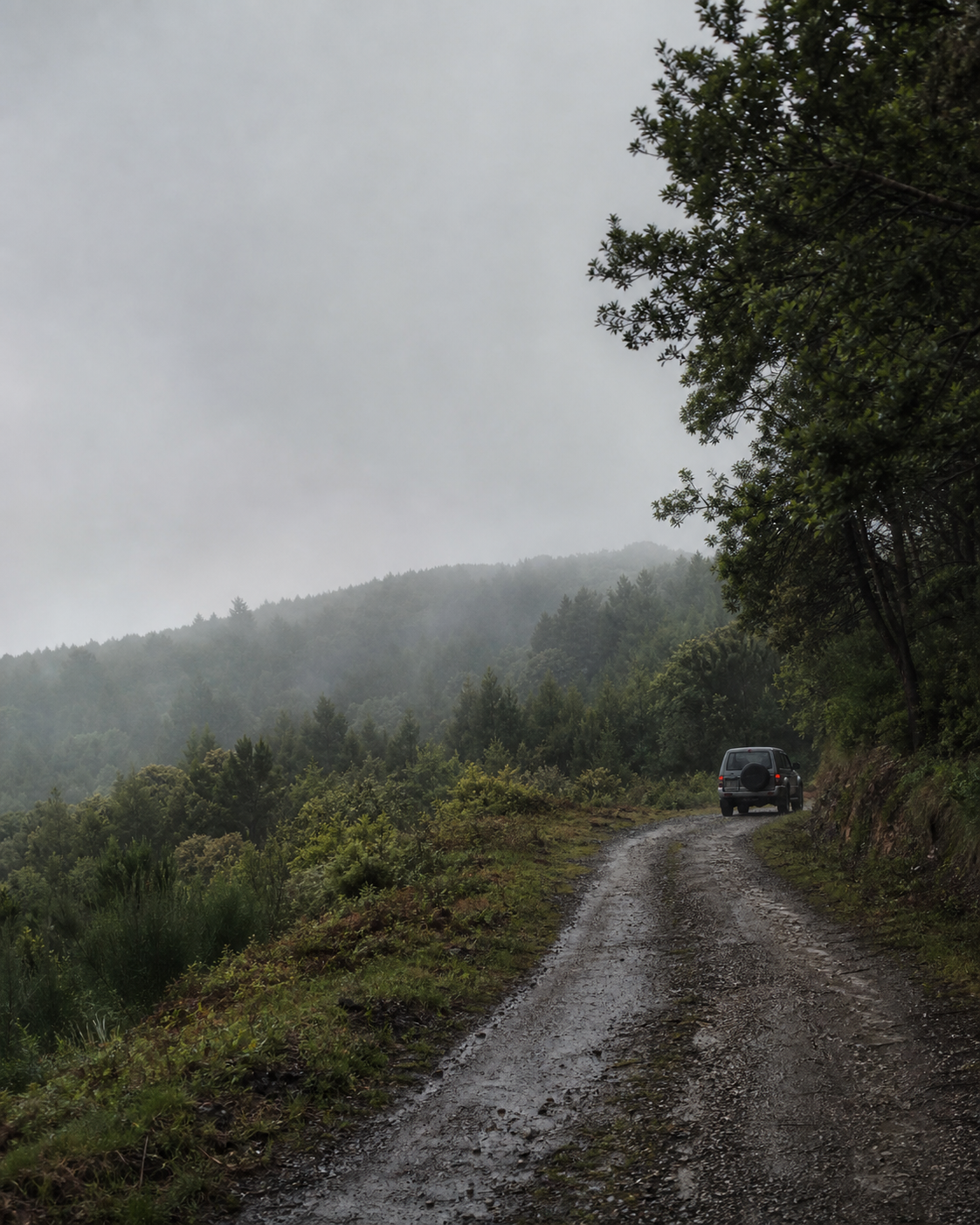Veículo num caminho florestal remoto